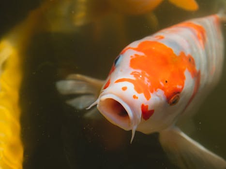 Osaka Aquarium Kaiyukan