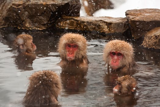 Snow Monkey Onsen