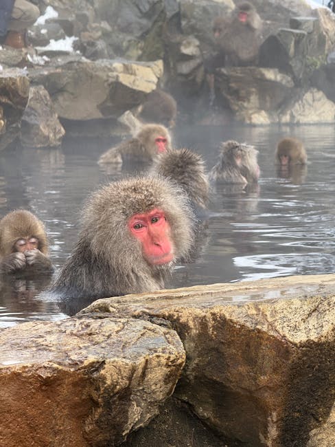 Jigokudani Monkey Park