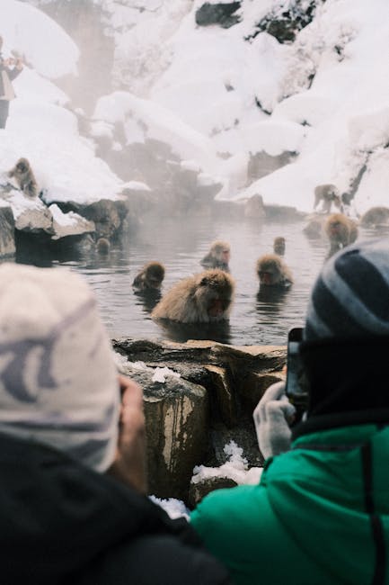 Snow Monkey Onsen