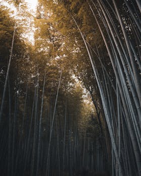 Arashiyama Bamboo Grove