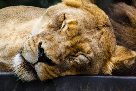 Kobe Animal Kingdom