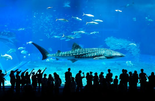 Churaumi Aquarium