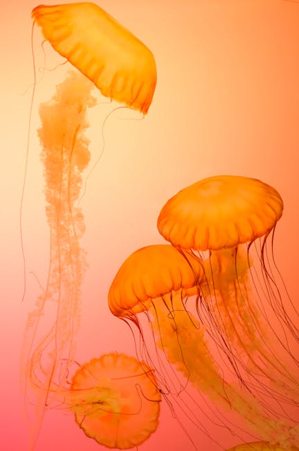 Churaumi Aquarium