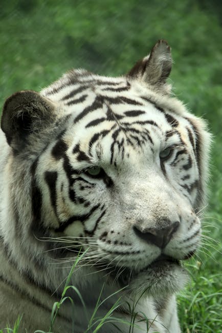 Asahiyama Zoo