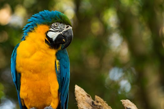São Paulo Zoo (Zoológico de São Paulo)