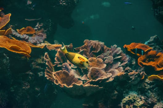Palancar Reef