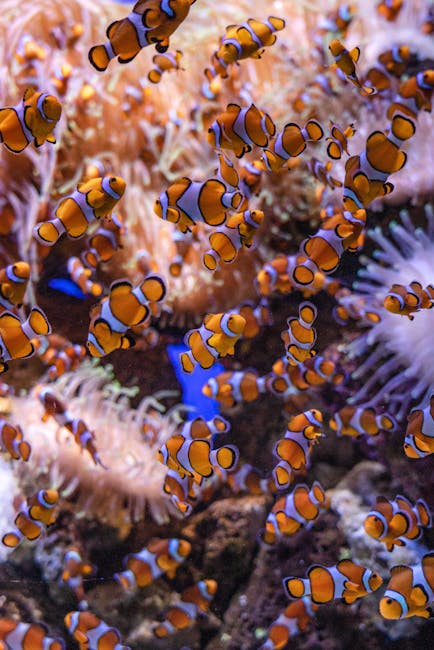 Puerto Morelos Reef