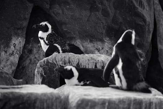 Seno Otway Penguin Colony