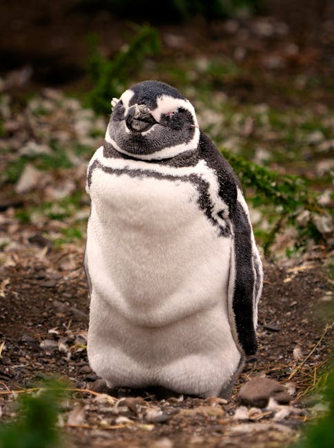 Seno Otway Penguin Colony