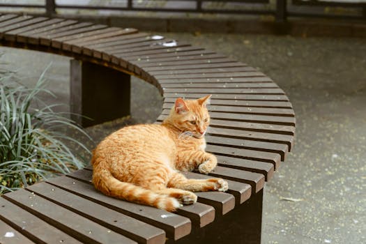 Parque Kennedy Cat Park