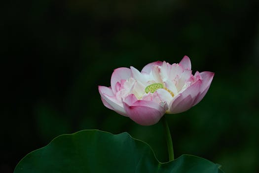 Leu Gardens