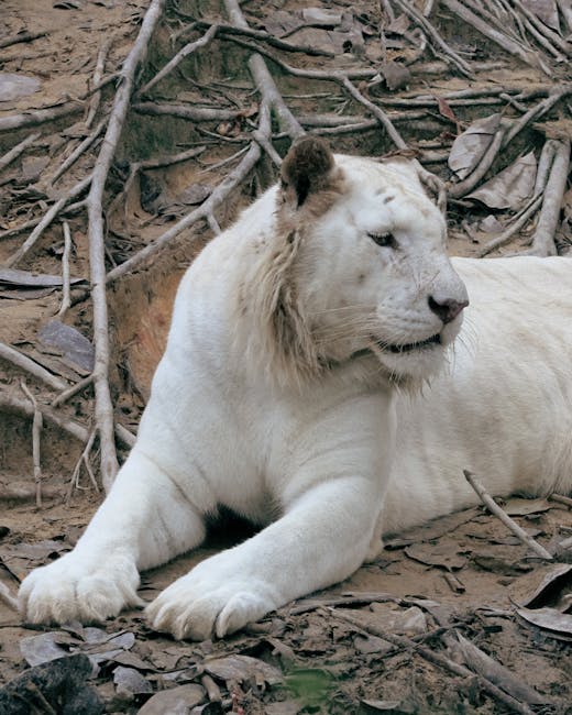 Disney's Animal Kingdom