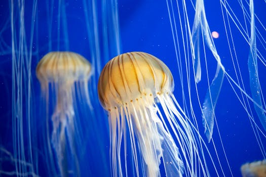 Georgia Aquarium