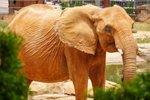 Zoo Atlanta