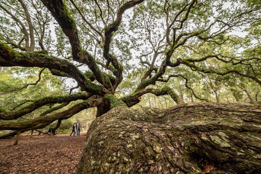 Angel Oak Tree