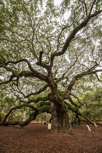 Angel Oak Tree