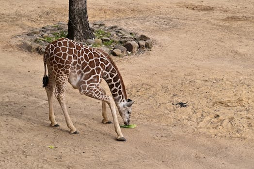 Dallas Zoo