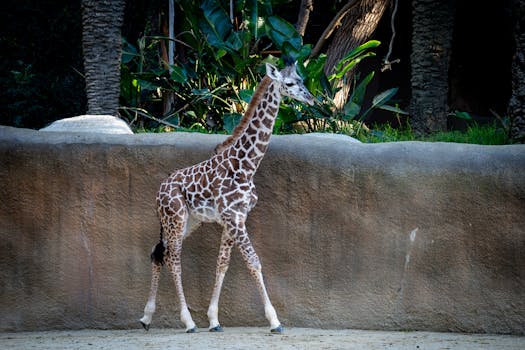 The Los Angeles Zoo & Botanical Gardens