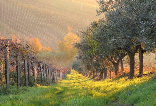 Napa Valley Vine Trail