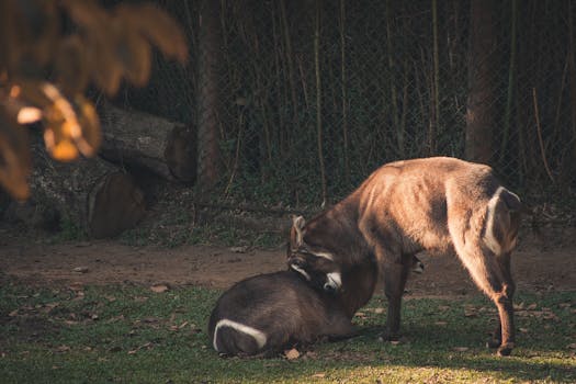 Woodland Park Zoo