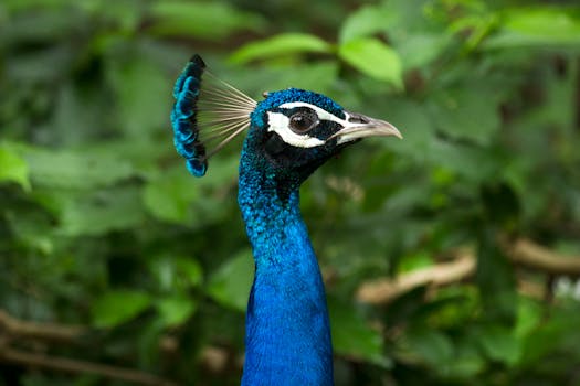 Inglewood Bird Sanctuary