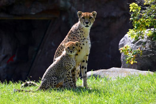 Toronto Zoo