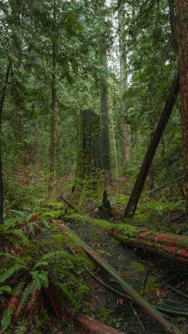 Pacific Spirit Regional Park