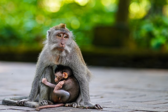 The Ubud Monkey Forest