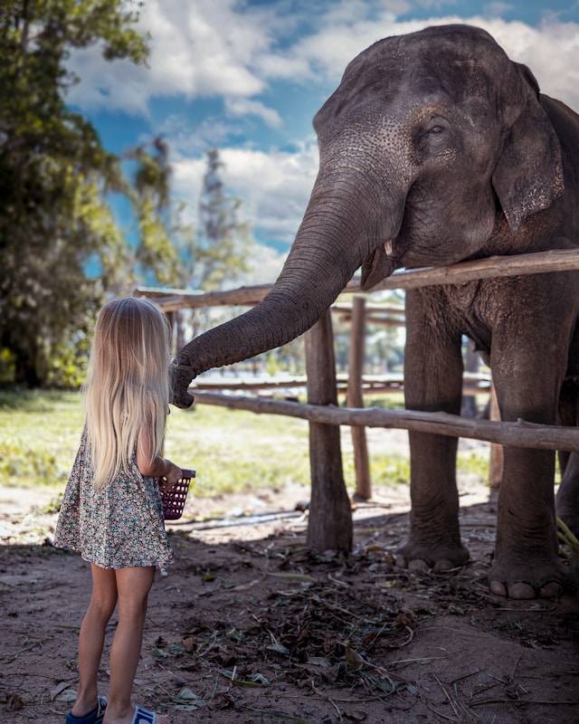Phuket Elephant Care