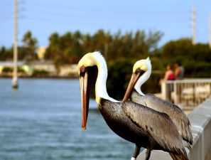 The Best Dive Resorts in the Florida Keys