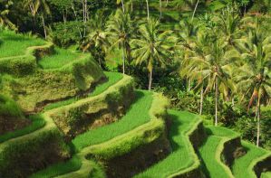 Best Hostels, Guesthouses, and Homestays in Ubud, Bali
