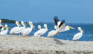 The Best Romantic Airbnb Vacation Rentals for Couples in Cedar Key, Florida