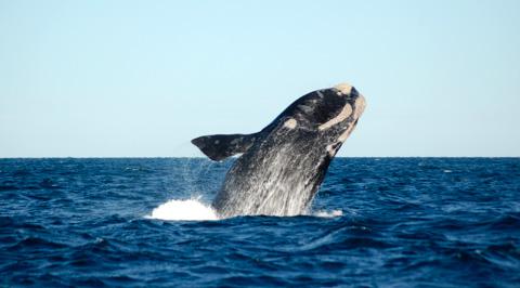 Whale watching in Puerto Madryn, Argentina