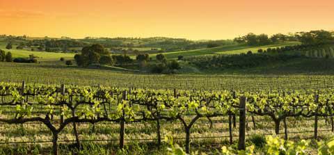 Barossa Valley vinyards at sunset