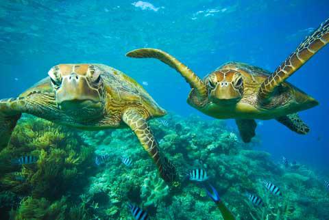 The Great Barrier Reef