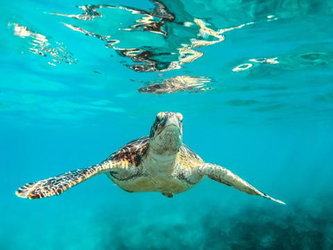 Snorkeling in Barbados