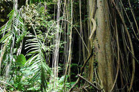 The Jungles of Belize