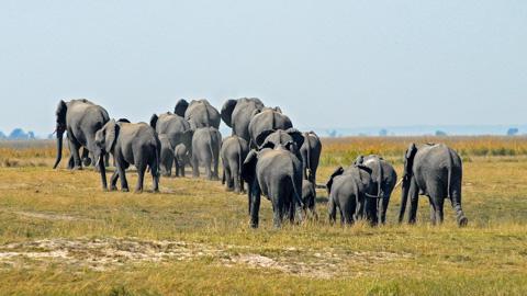 Chobe National Park, Botswana