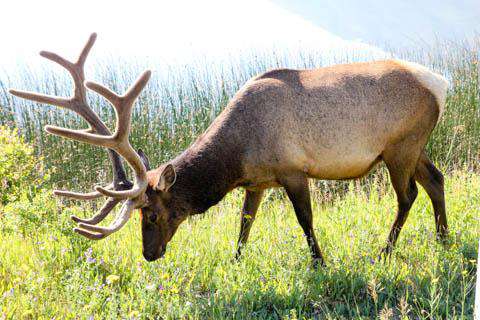 Jasper National Park