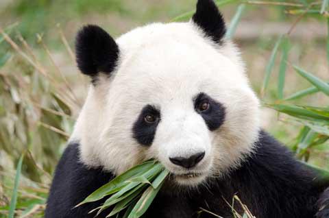 A panda in Chengdu, China