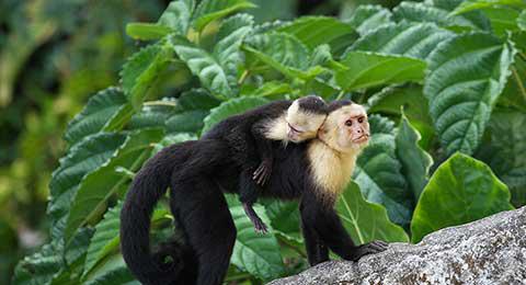 Costa Rica