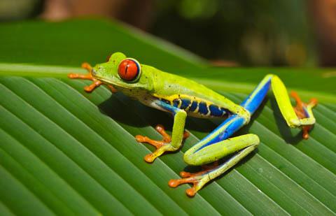 Tree Frog, Costa Rica