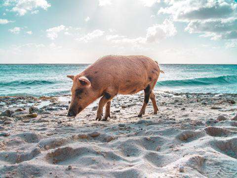 Curacao