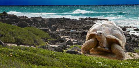 Galapagos Islands