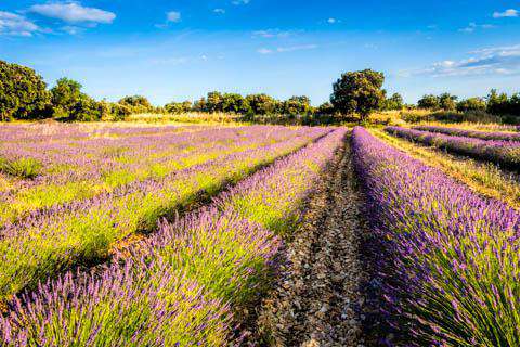 The Languedoc, France