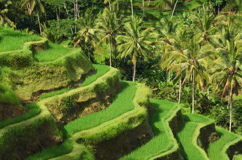 Ubud, Bali