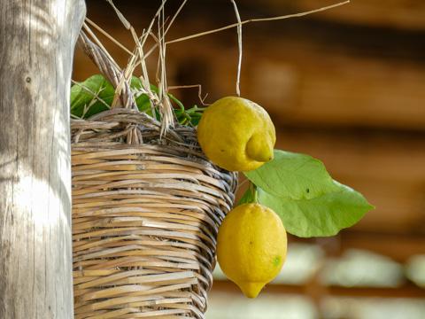 Lemons in Amalfi, Italy