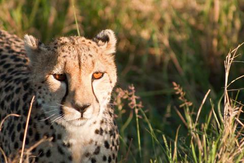 A Cheetah in Masai Mara National Reserve, Kenya