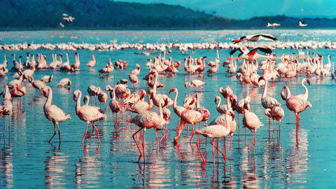 Flamingos at Nakuru National Park, Kenya